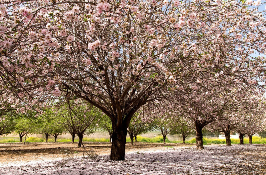  Буйлс тариалах зөвлөмж /Amygdalus/