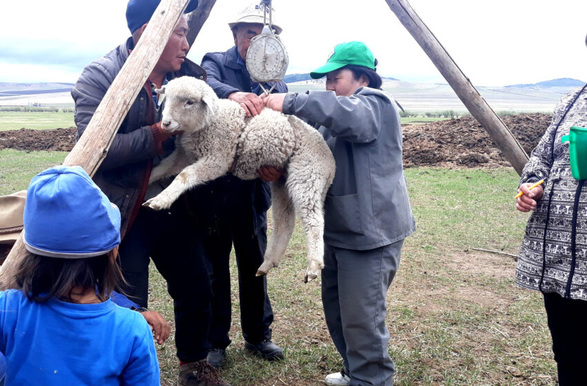  Цэдэвсүрэнгийн АЛТАНЦЭЦЭГ: ОРХОН, ХАНГАЙ, ЕРӨӨ ҮҮЛДЭР НЬ НООС ТӨДИЙГҮЙ МАХНЫ ГАРЦ, ЧАНАРААР МОНГОЛ ХОНИНООС ИЛҮҮ