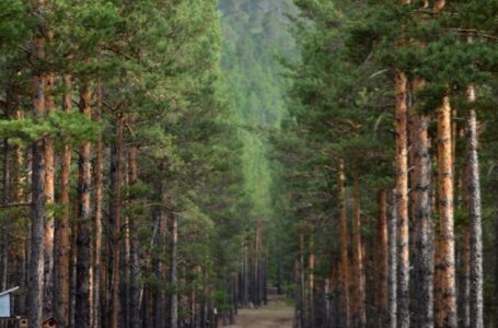 Хэнтий аймаг Биндэр сумын “Нарсан ойн хүрээлэн”.